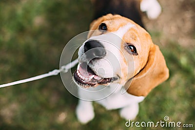 Beautiful Tricolor Puppy Of English Beagle Sitting On Green Grass Stock Photo