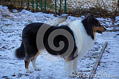 Beautiful Tricolor Rough Collie Named Trixie Stock Photo