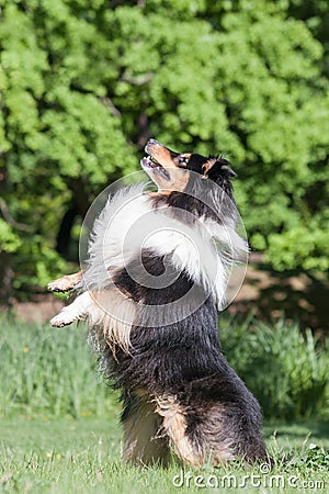 Beautiful tricolor sheltie on two legs, praying or begging, jump Stock Photo