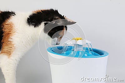 Beautiful tricolored cat drinks fresh water from an electric drinking fountain Stock Photo