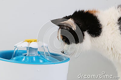 Beautiful tricolored cat drinks fresh water from an electric drinking fountain Stock Photo