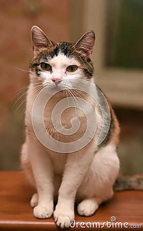 Beautiful tricolored cat portrait Stock Photo