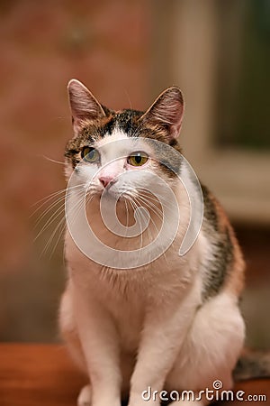 Beautiful tricolored cat portrait Stock Photo