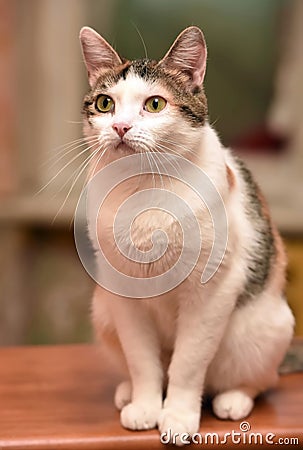 Beautiful tricolored cat portrait Stock Photo