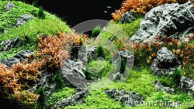 Beautiful tropical aqua scape, Nature Aquarium green plant an tr Stock Photo
