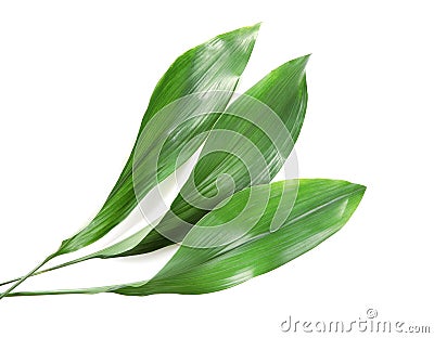 Beautiful tropical Aspidistra leaves Stock Photo