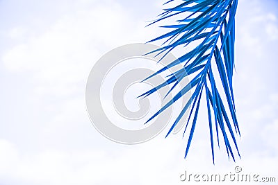 Beautiful tropical background - blue palm leaf Stock Photo