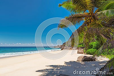 Beautiful tropical beach with palms Stock Photo