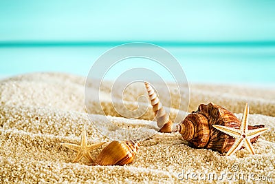 Beautiful tropical beach with seashells Stock Photo