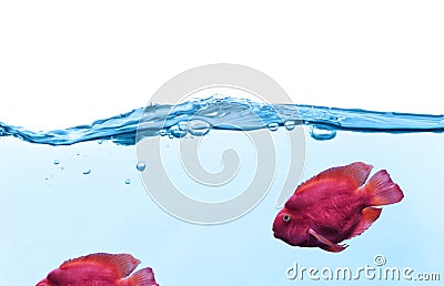 Beautiful tropical blood parrot cichlid fish in water Stock Photo