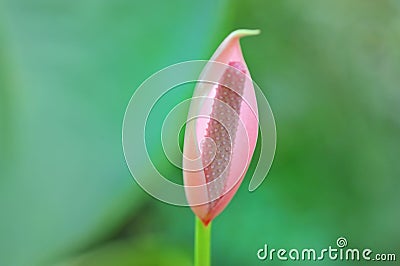 Beautiful tropical Flamingo lily flower blooming. Stock Photo