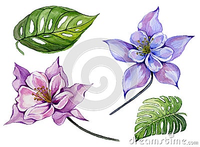 Beautiful tropical floral set purple and blue aquilegia, large tropical leaves. Colorful columbine flower and green leaves. Cartoon Illustration