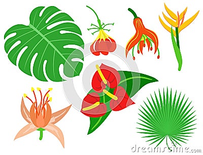 Beautiful tropical flower set design summer plants colorful decoration nature design floral drawing leaf blossom vector Vector Illustration