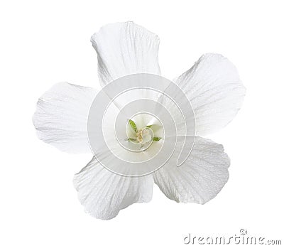 Beautiful tropical Hibiscus flower on white Stock Photo