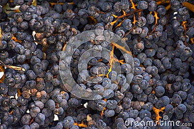 Beautiful tropical nature background. Clusters of ripe dark purple berries fruits of Chinese windmill fan palm fortunei Stock Photo