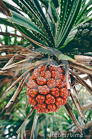 Beautiful tropical plant Pandanus tectorius Hala, Bacua, Vacquo Stock Photo