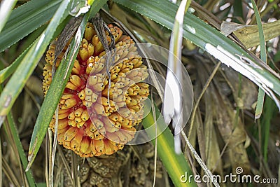 beautiful tropical plant Pandanus tectorius (Hala, Bacua, Vacquois). Stock Photo