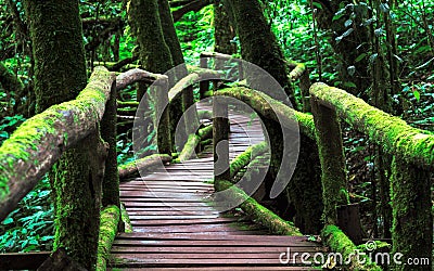 Beautiful tropical rain forest at nature trails Ang Ka Luang Nature Trail at Doi Inthanon National park, Chiangmai, Thailand. Stock Photo