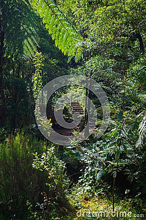 Beautiful tropical rainforest near the hot springs Stock Photo