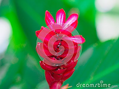 A beautiful tropical red ginger flower have black ants swarm around. Stock Photo