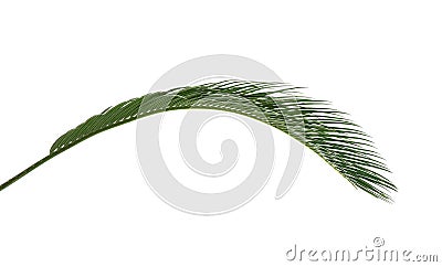 Beautiful tropical Sago palm leaf isolated on white Stock Photo