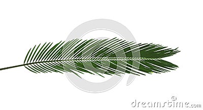 Beautiful tropical Sago palm leaf Stock Photo