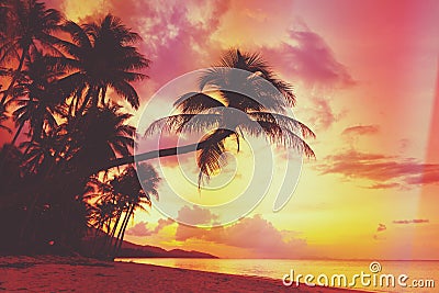 Beautiful tropical sunset with palm trees silhouette at beach Stock Photo