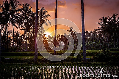 Beautiful sunset over a rice field with palm trees in Bali, Indonesia, Asia Stock Photo