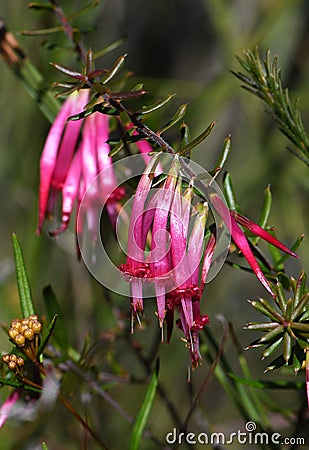 Beautiful tubular flowers of the Australian native Red Five Corners, Styphelia tubiflora, family Ericaceae Stock Photo