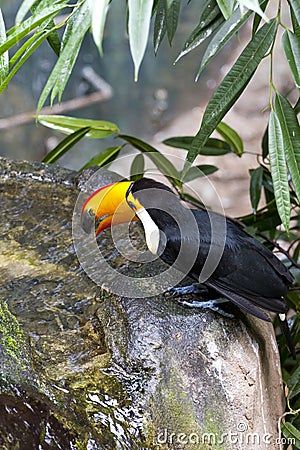 Beautiful tucan drinking water on jungle Stock Photo