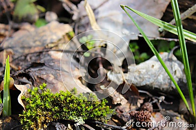 A beautiful tuft of green moss in the spring sunshine. Stock Photo