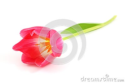 Beautiful tulip Stock Photo