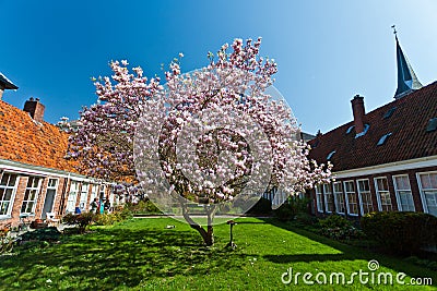 Beautiful tulip blossom trees in bloom Stock Photo