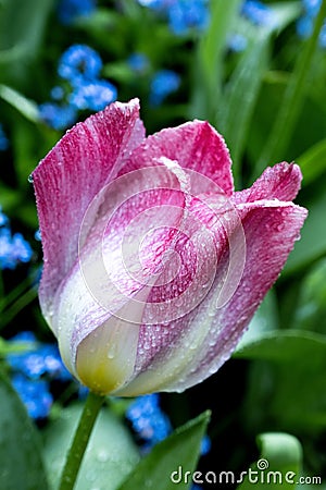 Beautiful Tulip at Butchart Gardens in Victoria, Canada Stock Photo