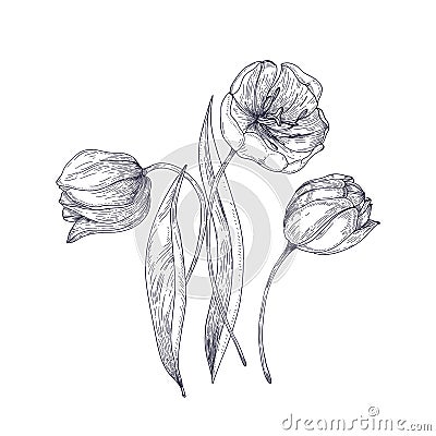 Beautiful tulip flowers hand drawn with contour lines on white background. Elegant botanical drawing of tender garden Vector Illustration