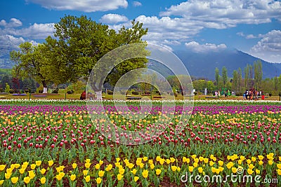 Beautiful tulip flowers at Eden in Indira Gandhi Memorial Tulip Garden Srinagar is Asia largest such garden at Srinagar, Jammu and Stock Photo