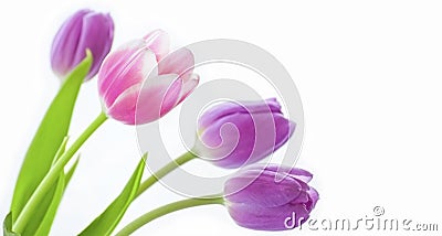 Beautiful tulip flowers Stock Photo