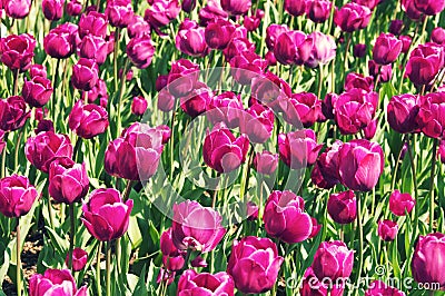 A beautiful tulip nature field background Stock Photo