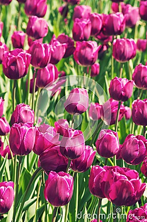 A beautiful tulip nature field background Stock Photo