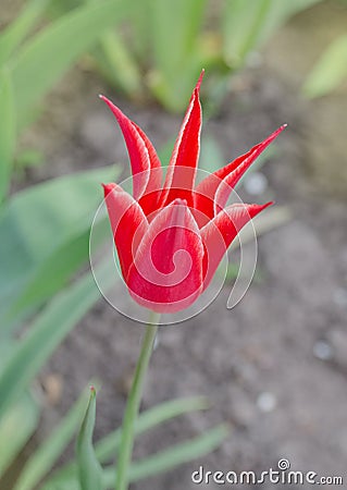 Beautiful tulip with stripe. Aladdins flower tulip Stock Photo