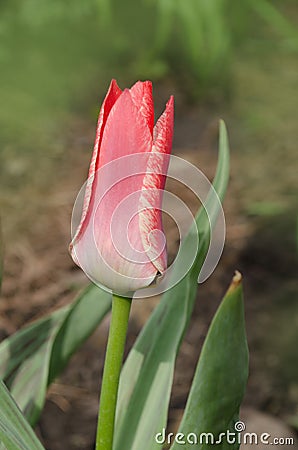 Beautiful tulip with stripe. Aladdins flower tulip Stock Photo