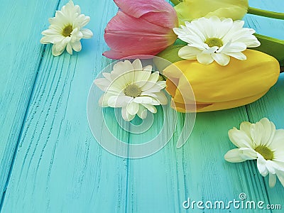 Beautiful tulips of chrysanthemum bloom celebration season background greeting mothers day , on a blue wooden background Stock Photo