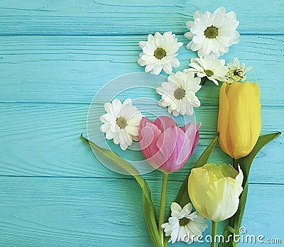 Beautiful tulips of chrysanthemum mothers day , on a blue wooden background Stock Photo