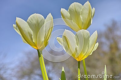 Beautiful tulips growing in a botanical garden in early springtime. Scenic view of flowering plants beginning to blossom Stock Photo