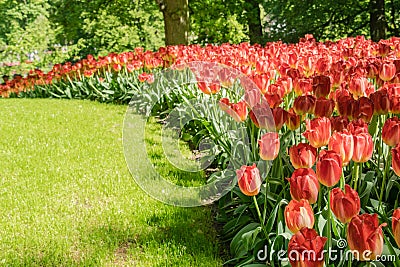 Dutch tulips from Keukenhof Garden Stock Photo