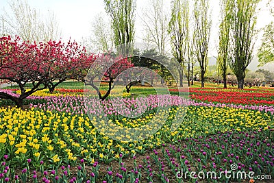 Tulips and Peach Blossoms In Garden Spring Stock Photo