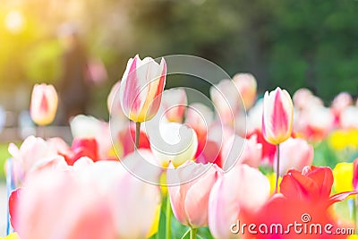 Beautiful tulips under sunlight in park Stock Photo