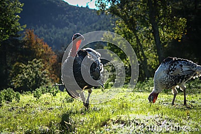 Beautiful turkey in the forest Stock Photo
