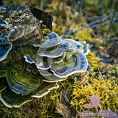 A beautiful turkey tail mushroom growing on an old tree stump. Trametes versicolor in spring. Stock Photo
