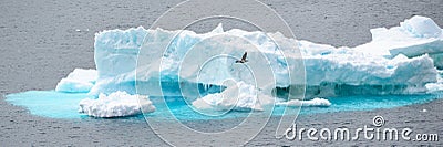 Iceberg with flying cormorant in front in Antarctic Ocean near Paulet Island Antarctica. Stock Photo